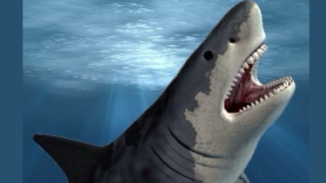 Megalodon (Otodus megalodon) Penguasa Lautan Purba