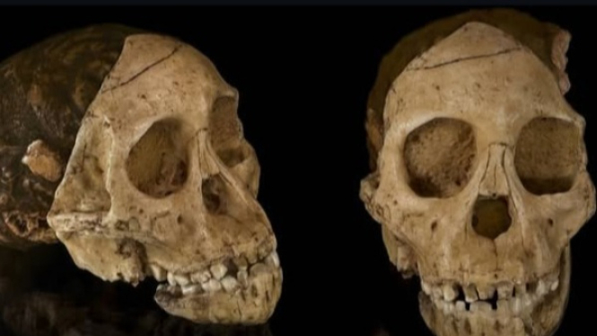 Tengkorak Anak Taung yang Ditemukan di Afrika Selatan