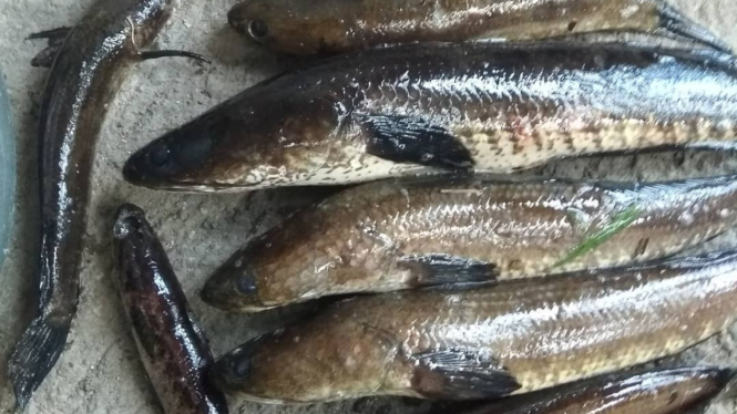 Ikan gabus