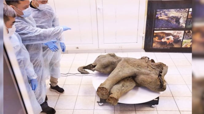 Bayi Mammoth