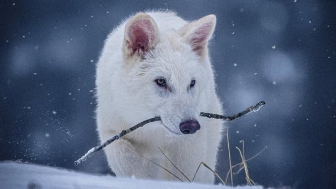 Serigala Purba (Dire Wolf)