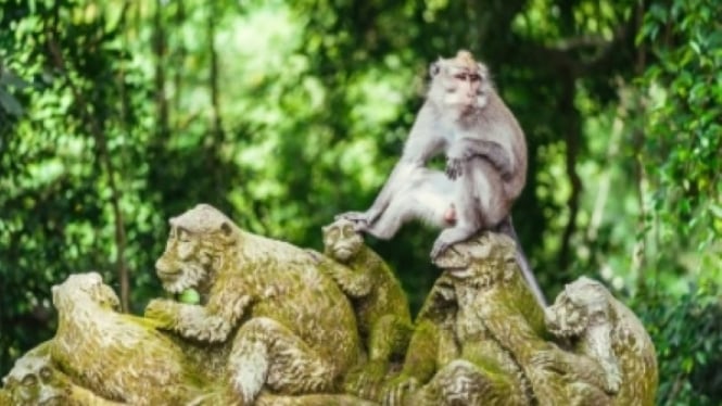 Ubud Monkey Forest