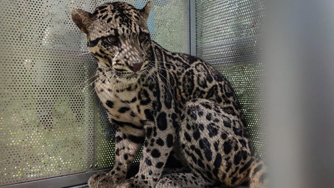 Macan Dahan