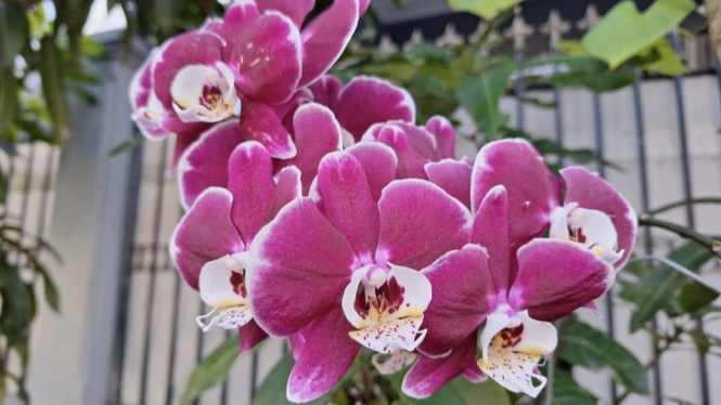 Anggrek yang cantik