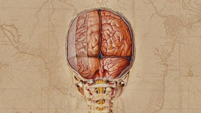 Ilustrasi Sel Otak Manusia