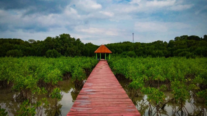 Hutan Mangrove Rembang