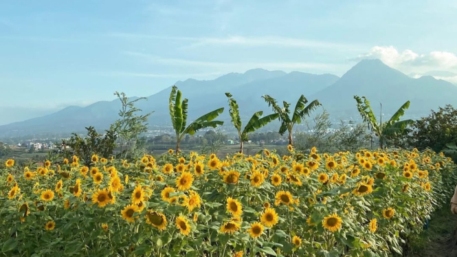 Kebun Bunga Matahari