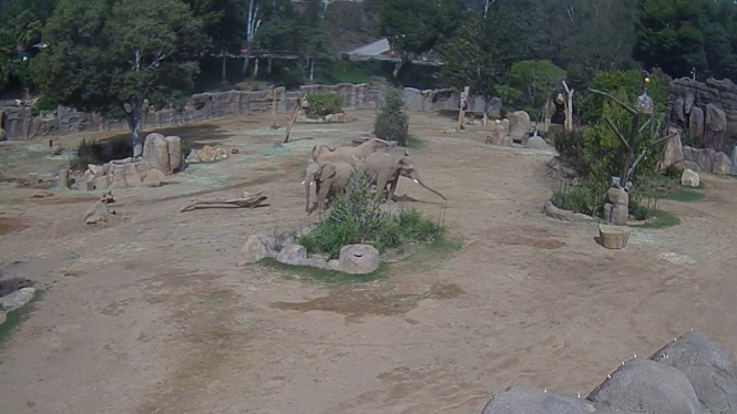 Gajah Melindungi Anaknya
