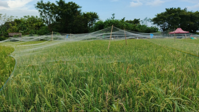 Sawah di Sulsel