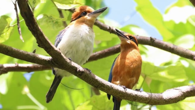 Burung Siheks (Guam Kingfisher)