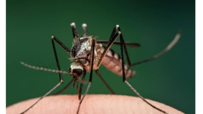 Aedes triseriatus