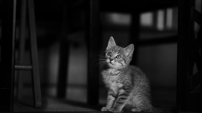 Kucing Domestik
