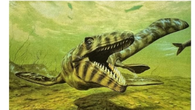 Mosasaurus hoffmanni