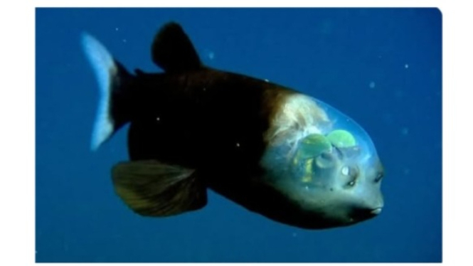 Macropinna microstoma, Salah Satu Penghuni Palung Mariana