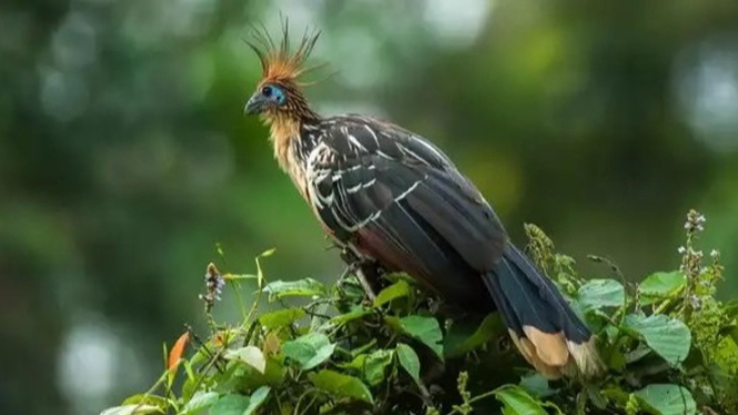 Hoatzin