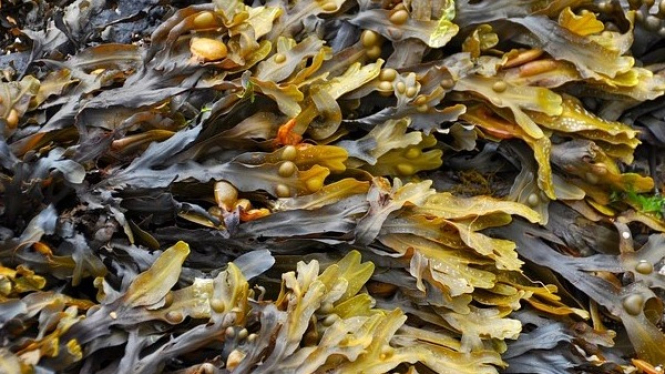 Rumput Laut