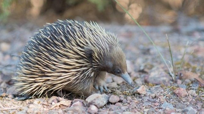 Echidna