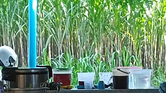 Kebun Tebu