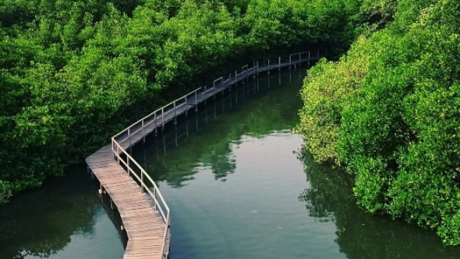 Pantai Mangrove Bali