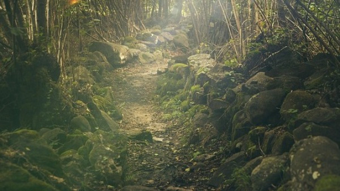 Hutan Lindung