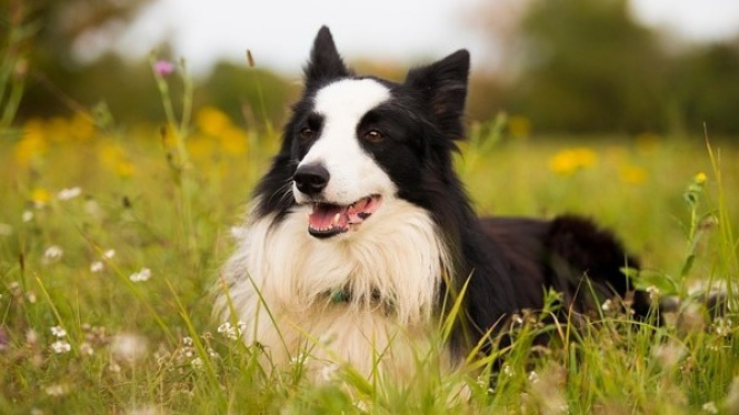 Anjing Border Collie