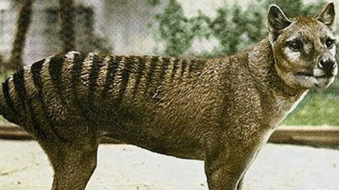 Harimau Tasmania