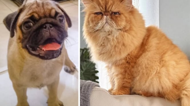 Anjing Pug dan Kucing Persia