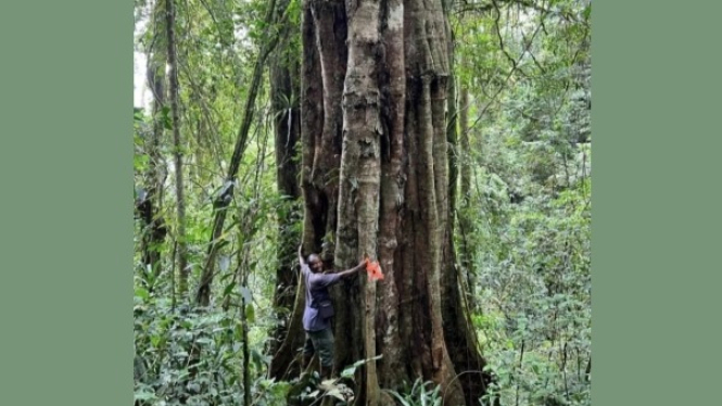 Tessmannia princeps, Pohon Misterius di dalam Hutan Hujan