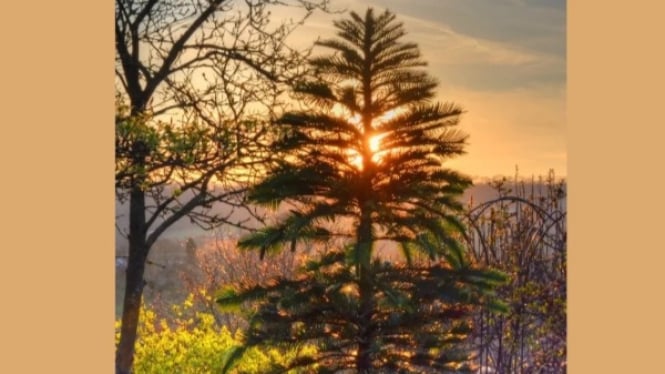 Pohon Pinus Wollemi