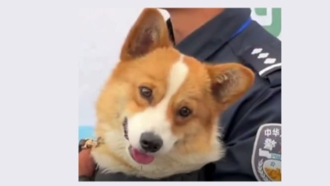 Fuzai Anjing Polisi yang Imut