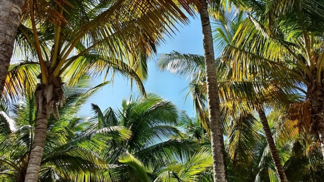 Pohon Palem