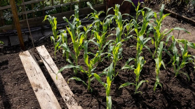 Tanaman Jagung yang sedang Tumbuh