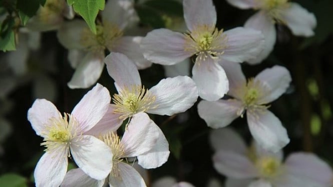 Clematis montana
