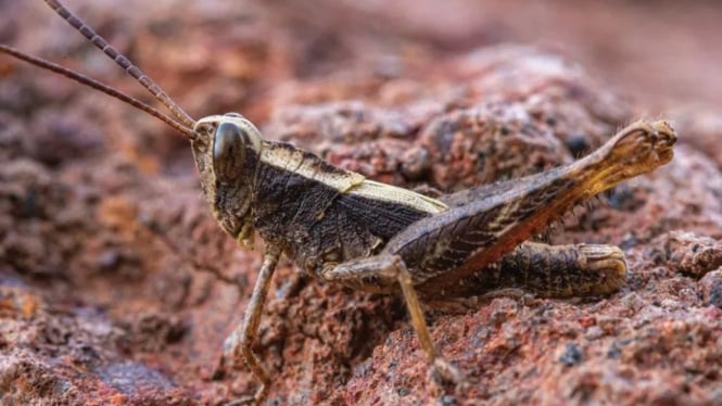 Belalang Monte Gordo, Eyprepocprifas insularis