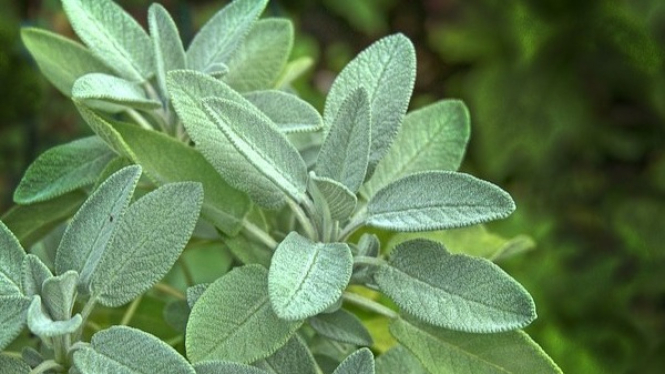 Daun Sage, Salah Satu Herba