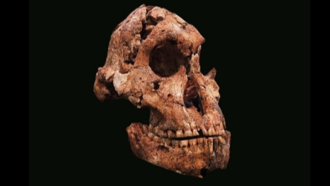 Tengkorak Paranthropus robustus