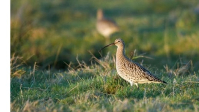Burung Curlew