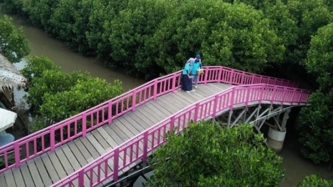 Wisata Mangrove Pandansari Kaliwingi Brebes
