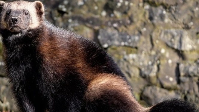 Wolverine