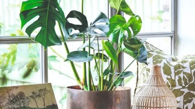Monstera Diletakkan Dekat Jendela