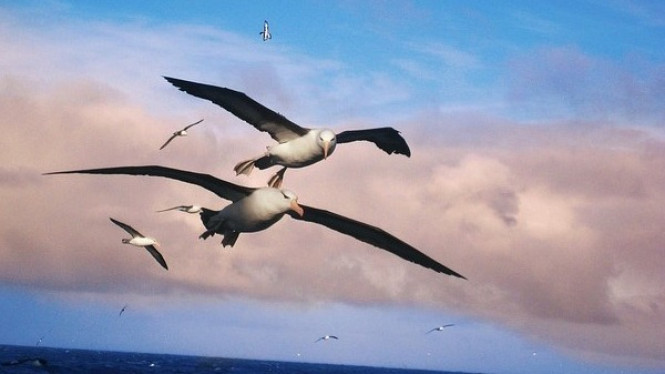 Elang Laut Laysan atau Albatros