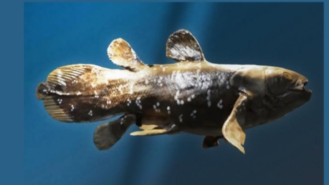 Ikan coelacanth Sulawesi (Latimeria menadoensis)