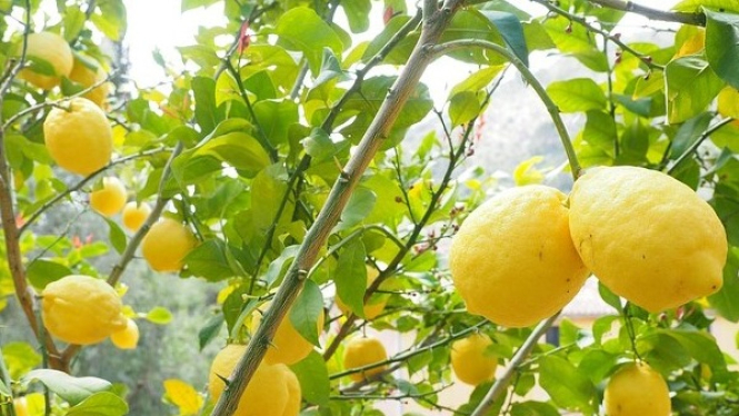 Pohon Lemon yang Berbuah Lebat