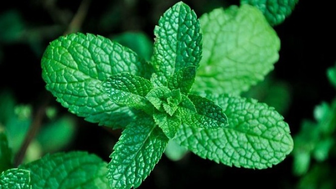 Daun Mint