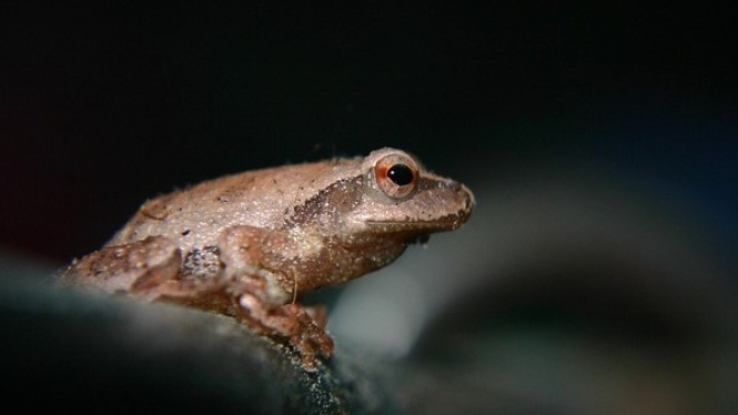 Wood Frog (Katak kayu)