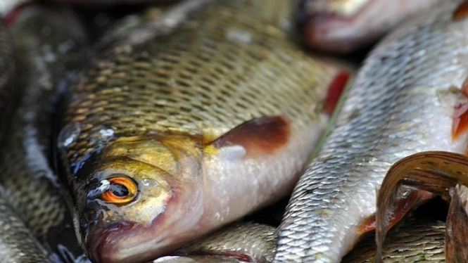 Ikan di Pasar