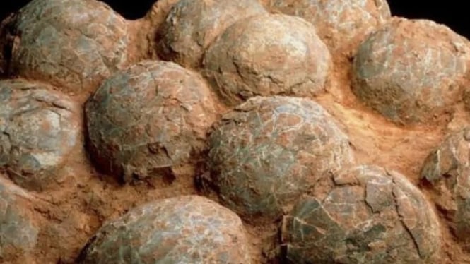 Fosil Telur Dinosaurus