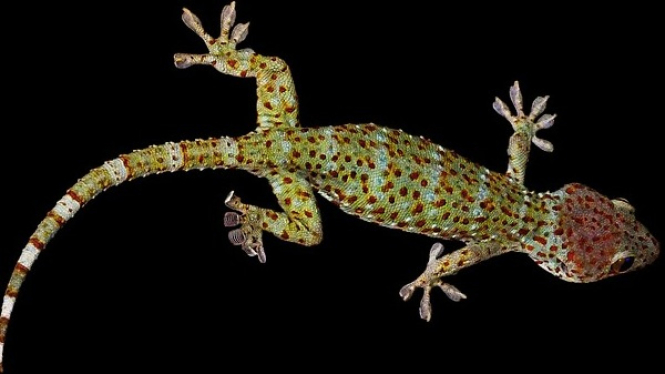 Tokek Memiliki Indra Tambahan yang Tersembunyi