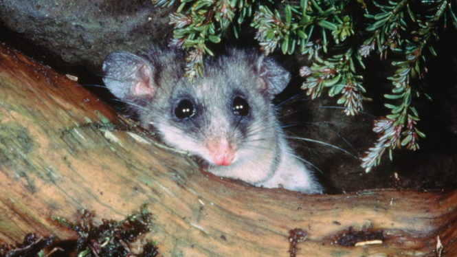 Hewan 'Imut' Possum