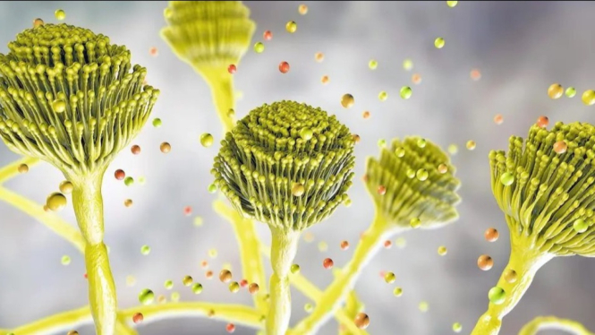 Aspergillus, Jamur yang Mematikan